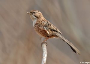 White-browed Chinese Warbler