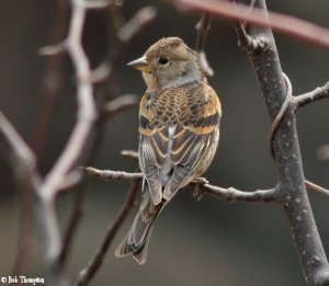 Brambling