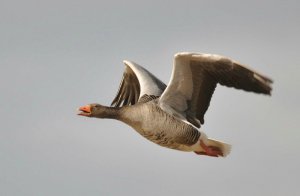 Greylag in Flight