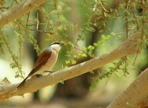 Red-backed Shrike