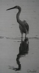 Autumn reflection-little egret