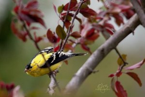 American Goldfinch (m)