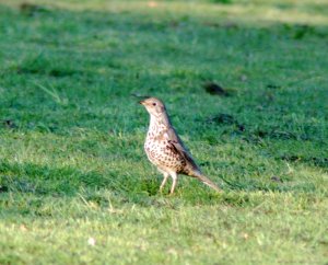 Mistle Thrush