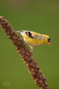 American Goldfinch (m)