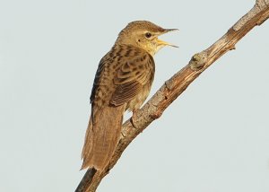 Grasshopper Warbler