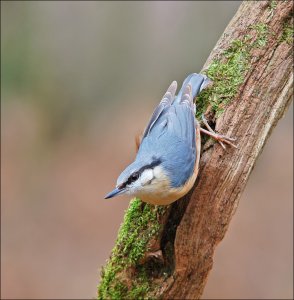 Nuthatch