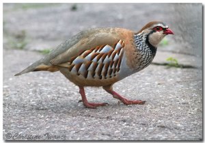 Red-legged Partridge