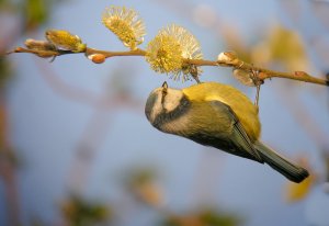 Blue Tit