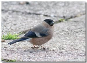 Bullfinch (Female)