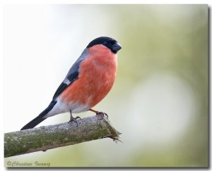 Bullfinch (Male)