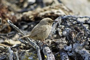 Cobb's wren