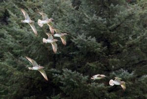 Whimbrel in flight