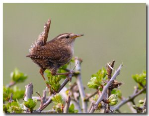 Wren