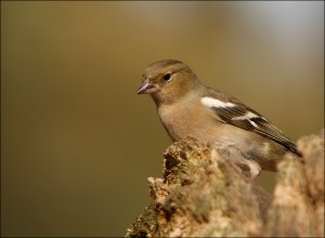 Chaffinch