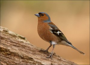 Male Chaffinch