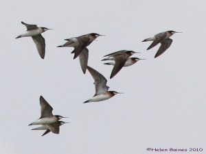 Wilson's Phalaropes in flight