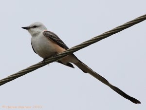 Scissor-tailed Flycatcher