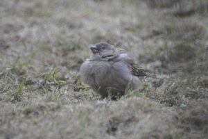 English sparrow in Norwegian cold