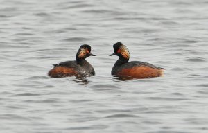 Black-necked Grebe