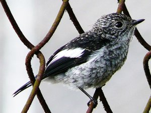 Little Pied Flycatcher - immatured male