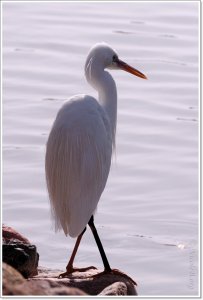 Western Reef Heron (white form), Kstenreiher, Egretta gularis