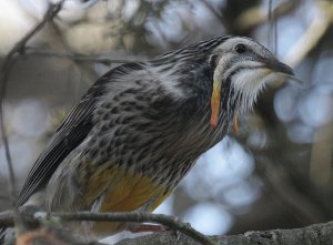 Yellow Wattlebird