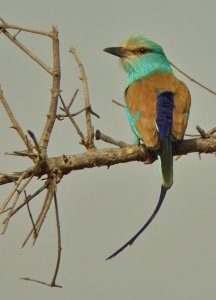 Abyssinian Roller