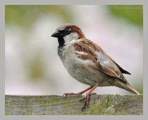 Just a Sparrow