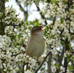 sedge warbler