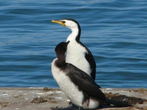 Hybrid cormorant?