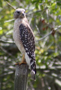 Red Shouldered Hawk