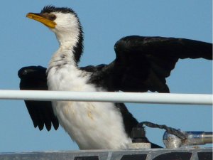 Little Pied Cormorant