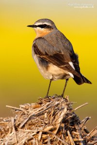 Northern Wheatear