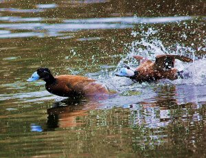 White-headed Duck Fight