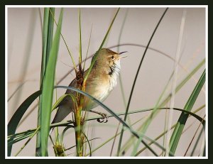 Singing in the Reeds