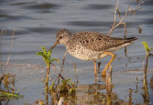 Lesser yellowlegs frampton RSPB