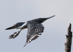 Belted Kingfisher