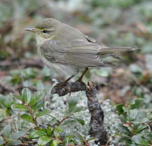 Willow Warbler