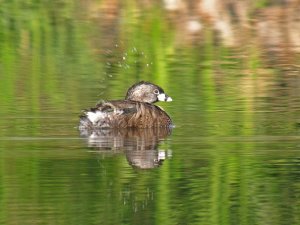 Pied Billed Grebe