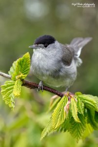 Blackcap, Sylvia atricapilla