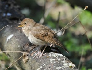 Thrush Nightingale; Best Shot