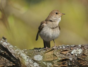 Thrush Nightingale; Portrait