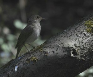 Evening Shade; Thrush Nightingale