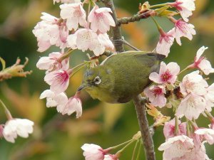 Japanese White eye