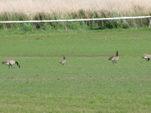 minima cackling Goose