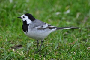 Wagtail willingly poses