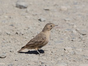 Rufous-banded Miner - Geositta rufipennis