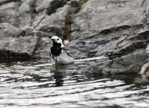 That's one clean - and wet - wagtail