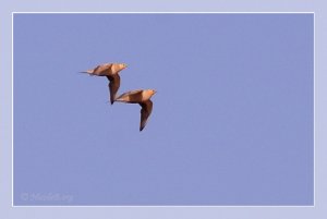 Spotted Sandgrouse, Pterocles senegallus