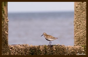 Dunlin